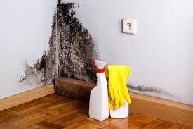 Professional Mold Removal Services in Hodgenville, KY